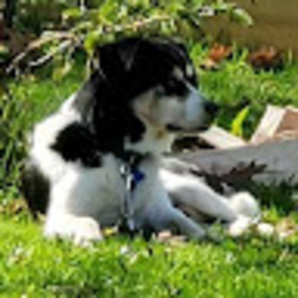 Meet your Posher, Bobby